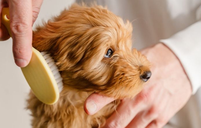 CEPILLO A VAPOR 3 EN 1  PARA MASCOTAS - ELIMINA PELO MUERTO Y RELAJA A TU PERRO O GATO